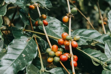 COFFEE ESTATE WALK